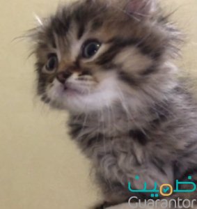 قطة صغيرة شيرازي تايقر وسكوتش 