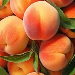 عاصم